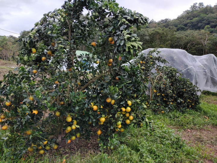 農糧署東區分署17日表示，每年11月至12月間為台東臍橙產期，主要栽培品種為美國華盛頓品種，果肉細緻多汁，酸中帶甜，果實風味濃郁，號稱柑橘界的勞斯萊斯。（農糧署東區分署提供）