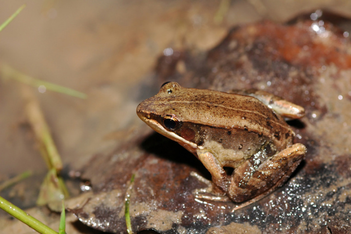 豎琴蛙因求偶鳴叫聲似琴聲而得名，在台灣被公告為第2級珍貴稀有保育類野生動物，也被國際自然保護聯盟（IUCN）列為瀕臨絕滅的物種，更是台灣紅皮書裡唯一被列為極危的蛙類