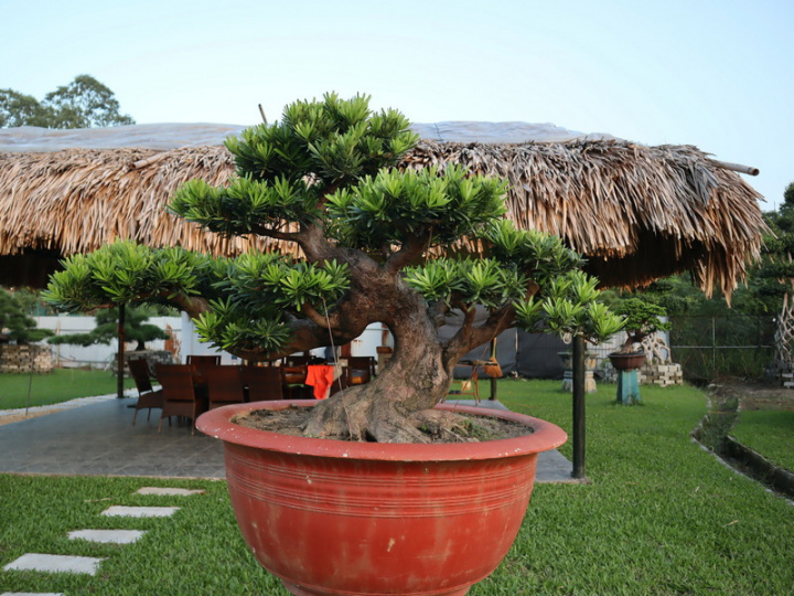 陳逢庠表示，台灣師傅對羅漢松樹形的雕塑很有一套，往往是好幾代的家傳事業，營造出來的意境、藝術性自成一格，因此在東南亞相當受到歡迎。