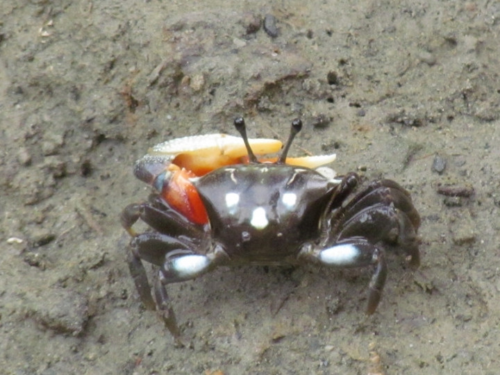 高雄援中港濕地屬內政部公告地方級重要濕地，西區有典寶溪感潮帶連通，擁有半鹹水河口生態系與淡水埤塘生態系，潮間帶泥灘地上不僅有大小彈塗魚、蟳、鰻等豐富生物，還有外型與色澤各具特色的招潮蟹。圖為屠氏招潮蟹。（高雄市政府提供）