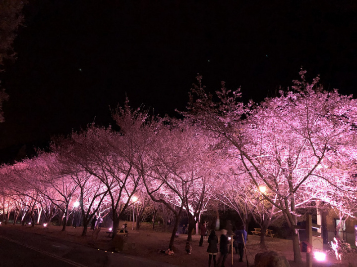 位於中部的武陵農場，每逢櫻花季節總是吸引眾多遊客上山賞花，為了搶攻武陵櫻花季商機，旅行社近期紛紛推出相關行程，並主打保證有房入住武陵農場園區。（雄獅旅遊提供）
