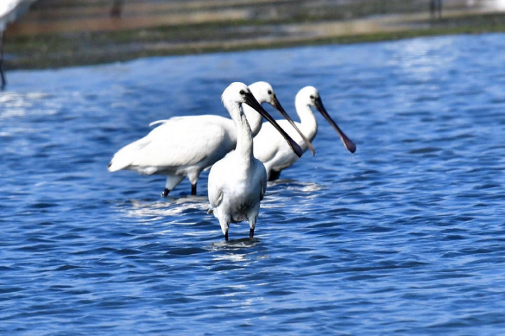 台南市生態保育學會8日發布新聞稿指出，有鳥友在台南七股發現較少見的白琵鷺，讓鳥友相當驚喜。（黃永豐拍攝，台南市生態保育學會提供）