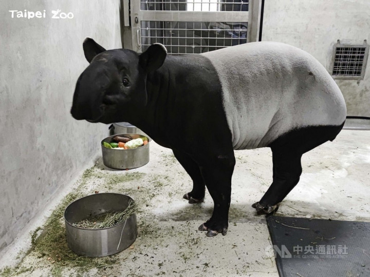 Taipei Zoo Has High Hopes For Malayan Tapir From Singapore Zoo English News 僑務電子報