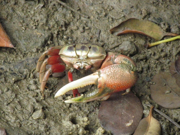 高雄援中港濕地坐落於典寶溪口，西區擁有得天獨厚的水文環境，潮間帶泥灘地上可看見外型與色澤各具特色提琴樂手「招潮蟹」。圖為弧邊招潮蟹。（高雄市政府提供）