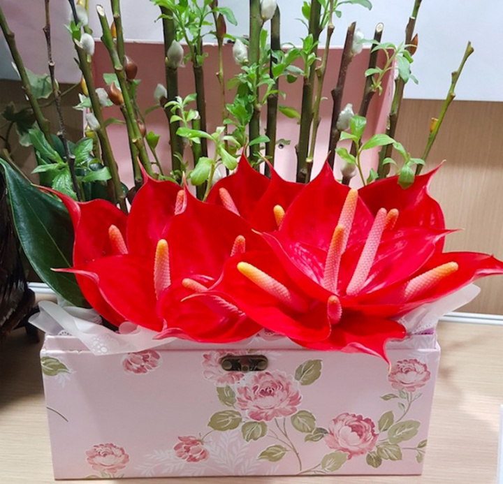 國內COVID-19疫情趨緩，即日起到13日，農糧署與花卉業者攜手在台北南港展覽館1館舉辦「2021國產花卉新品種推介會」，民眾可免費入場欣賞新品種火鶴花（圖）、聖誕紅等國產花卉。（農委會提供）