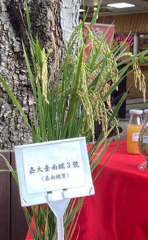 韌性農業又有新成績，台南區農改場與嘉義大學攜手完成全國首個耐旱糯米「嘉大台南糯3號」，可節水3成，22日技轉，這款糯米外觀雖然是長糯米，但本身兼具圓糯米的特徵，製鹹、甜品皆可