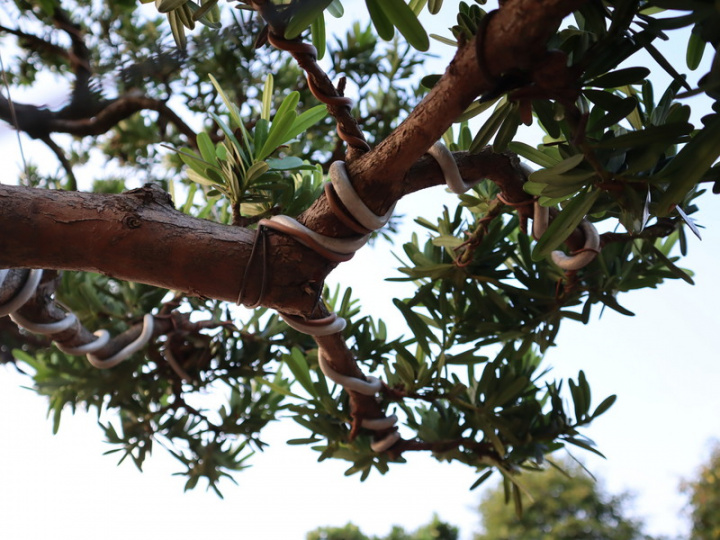 羅漢松講求藝術性，價格與樹形的雕塑有很大的關聯，一棵樹價格從數萬元到數十萬元。圖為纏繞在羅漢松枝幹上用以塑形的鋁線。