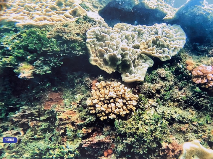 花蓮豐濱鄉新社一群年輕人有感於生態環境重要，推動友善耕種海梯田，更潛入海底做生態監測，6、7年來陸續有成果，拍攝到各式美麗珊瑚、魚群。（新社社區發展協會提供）