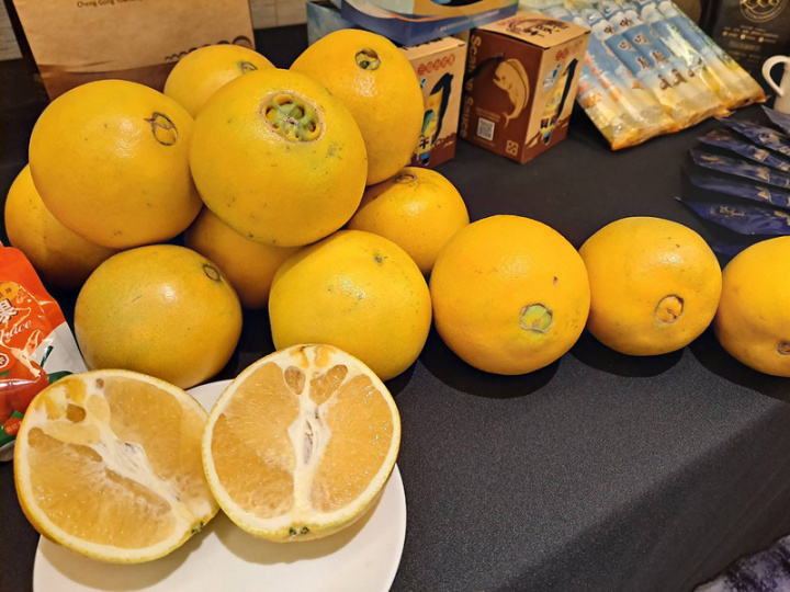 「臍柑」俗稱「財丁」，因在果實頂部之內著生一小果，常開裂呈現類肚臍狀故而得名，整顆果實比一般橘子大，獨特香氣、甜中帶有一點酸的海洋風味，吃過令人齒頰留香，深受大眾喜愛，因此有「甜橙之王」美譽，台東成功鎮、東河鄉種植的臍橙近期也將收成上市。（農糧署東區分署提供）