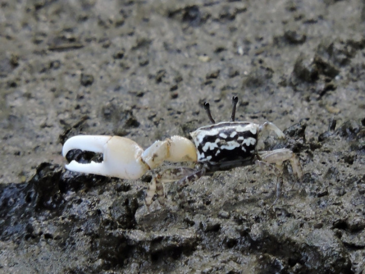 高雄援中港濕地西區擁有得天獨厚的水文環境，不僅河口灘地上的彈塗魚與紅樹林生態系獨具一格，退潮時更可以觀察到10種不同的招潮蟹。圖為糾結清白招潮蟹。（高雄市政府提供）