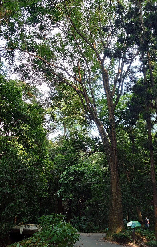 嘉義樹木園具百年歷史，為嘉義八景之一，園區還有多項全台樹木獨有特色，如巴西橡膠樹群為全台數量最多。（林試所提供）
