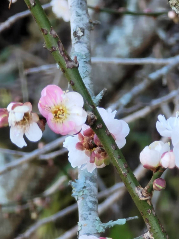 連日低溫讓福壽山農場種植的約500株梅樹相繼綻放，目前梅花開近2成。（福壽山農場提供）