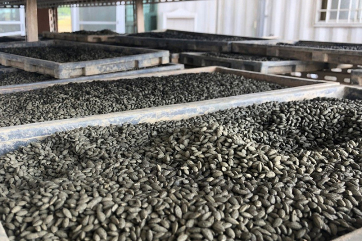 台南部分農民以稻種浸泡農藥後灑種，防範鳥害與鼠害，曾導致保育鳥類誤食死亡，台南市農業局推廣以鐵粉包覆稻種，使稻種顏色變深，降低被啄食機會。（台南市農業局提供）