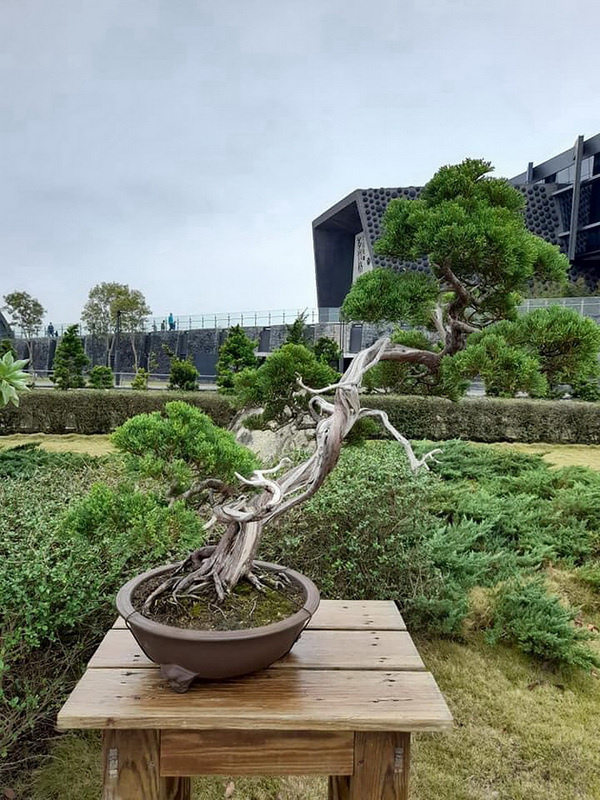 國立故宮博物院南院處30日表示，南院與嘉義市盆栽藝術協會合作，即日起至111年1月16日以「樹藝風華」為主題，在「大千石庭」擺放26盆藝術盆景展出，除常見的松柏類、榕樹、九重葛外，還有多肉盆栽創作。（故宮南院提供）