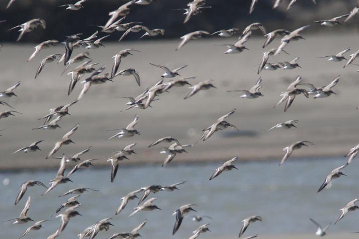 桃園許厝港濕地環教設施場所暨濕地保育工作站27日揭牌，依照野鳥學會調查，民國109年觀測水鳥數量是108年完成復育前的2.3倍，歷年觀測鳥種紀錄快速累計達241種，盼濕地工作站設立後，讓更多人看見許厝港濕地豐富的水鳥生態魅力。（桃園市政府環保局提供）