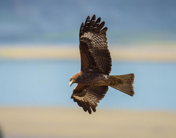 黑鳶是台灣珍貴稀有保育類野生動物，屬二級保育類，屏科大鳥類生態研究室在林務局支持下，與台灣猛禽研究會合作進行黑鳶保育研究計畫。屏科大生物資源博士班林惠珊指出，近年保護黑鳶政策奏效，黑鳶數量從2013年的272隻逐年遞增，前年709隻、去年840隻，今年730隻。（屏科大鳥類生態研究室提供）