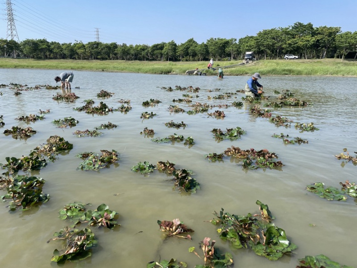高雄市政府水利局與野鳥學會合作，在岡山典寶溪B區滯洪池進行棲地營造，種植菱角、印度莕菜等浮葉植物，盼提供附近豐富鳥類更好的棲息與覓食環境。（高雄市政府提供）