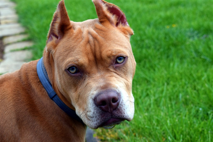 農委會公告比特犬自明年3月1日起為「指定禁止飼養或輸入之動物」