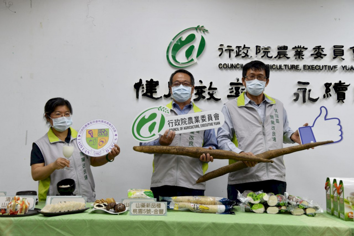 桃改場歷經10年研發，新品種「桃園5號-金豐」山藥終於誕生