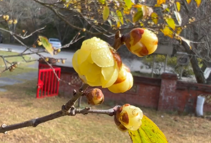 天氣漸冷，武陵農場內的蠟梅逐漸綻放，目前有5成綻放，最佳賞花期落在12月中旬至明年1月中旬。（武陵農場提供）