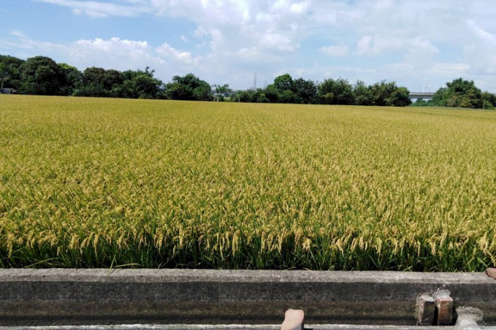 水利署北水局6日表示，桃園、新竹兩地二期稻作已陸續收成