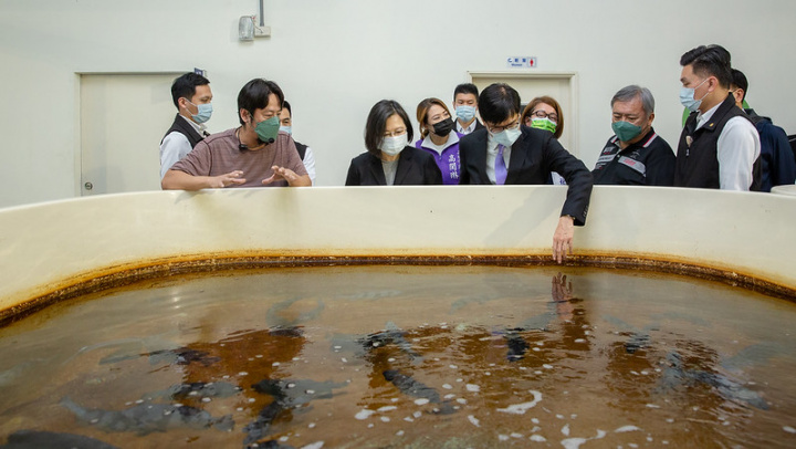 蔡英文總統15日下午前往高雄訪視「永安LNG（液化天然氣）冷排水養殖試驗場」及「永安石斑養殖漁業」