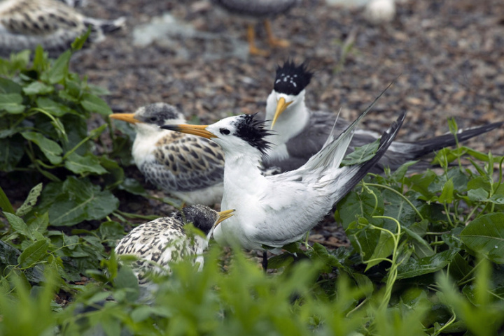 黑嘴端鳳頭燕鷗（圖）成鳥體長近40公分、有鮮明的黑色鳳頭、黃喙的尖端部分好像沾到黑色墨水，一身淺灰白色羽毛，目前數量約100隻，台灣野生動物保育法列為「瀕臨絕種野生動物」。（采昌國際多媒體提供）