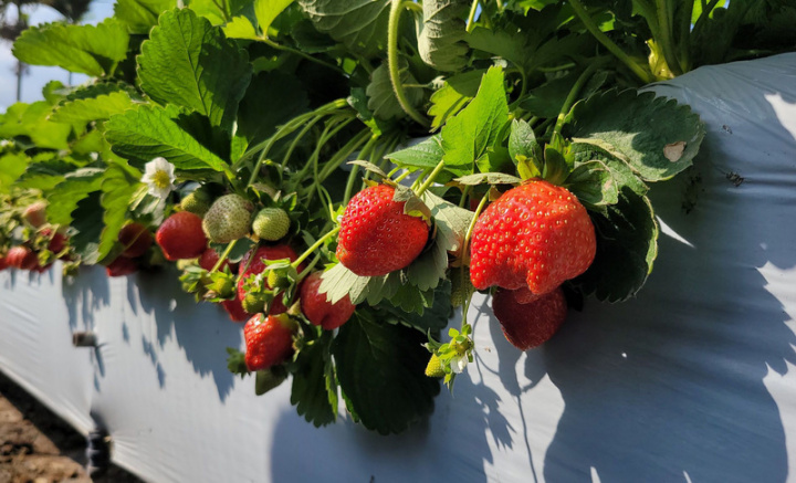 苗栗縣大湖鄉堪稱「草莓王國」，大湖地區農會9日表示，今年草莓第一期花已陸續結果，歡迎遊客揪團前來採果嘗鮮