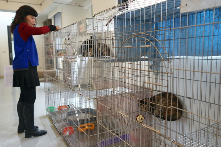 花蓮狗貓躍動園區14日正式啟用，可收容350隻流浪犬貓，由獸醫師細心照料，設有寵物互動區，提供有意願收養的民眾與毛小孩互動。圖為貓咪互動區。