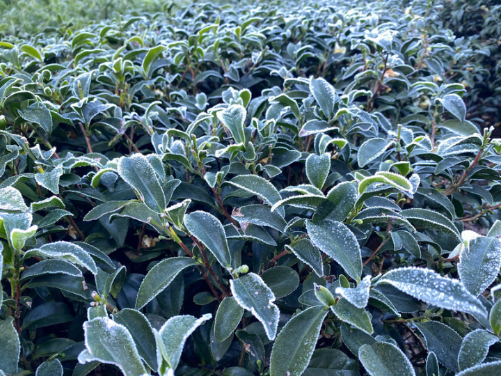 台中市和平區梨山地區近日出現零下3度的低溫，雖未下雪，但果樹、茶樹葉片上都結起一層霜，當地茶農表示，目前冬茶已採收完成，葉片上結霜不會對茶葉造成傷害，但因葉片經過霜的考驗，來年春茶品質將會更好。（梨山朝成農園提供）