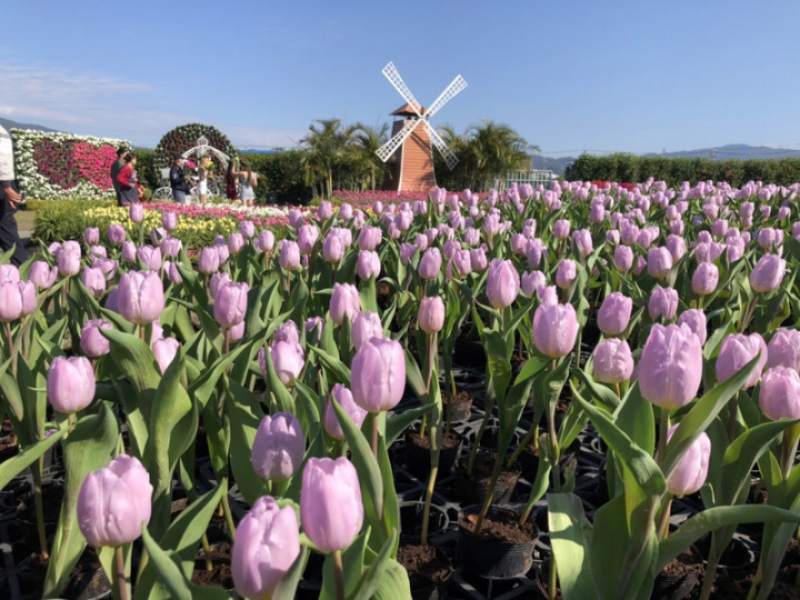 台中市后里區中社觀光花市自荷蘭進口30萬株的鬱金香種球，依序在歐式花園中綻放，民眾春節期間可前往賞花走春。