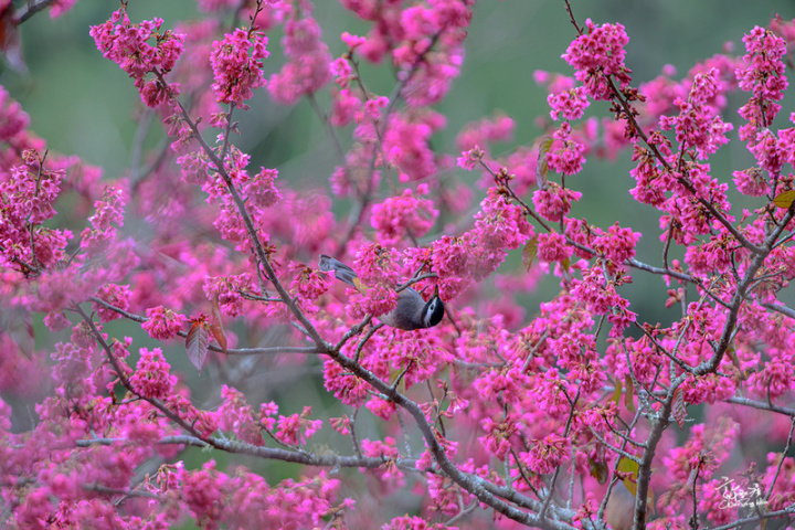 武陵農場櫻花品種達10多種，農場內櫻花花期自1月中旬開始，最晚可開花至4月。（武陵農場提供）