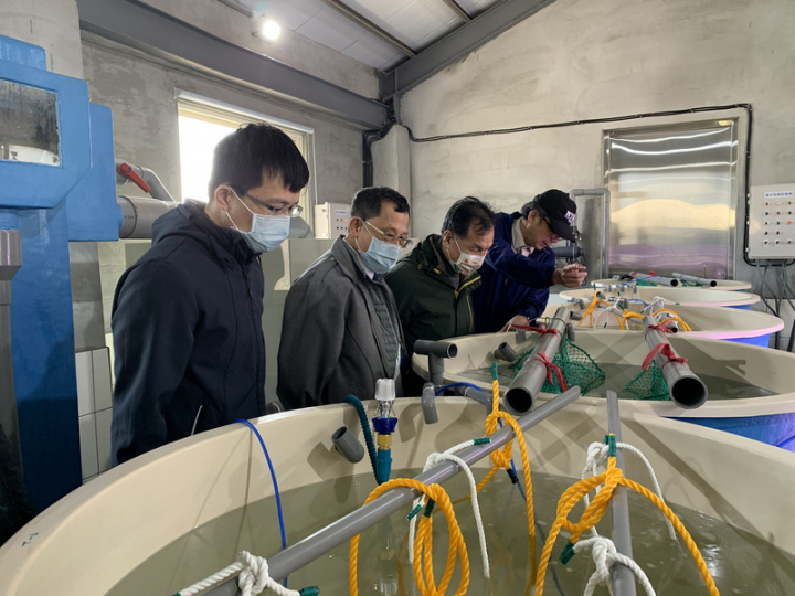 國立台灣海洋大學馬祖海洋生物研究中心與連江縣政府合作，已陸續為地方海洋物種育苗，連江縣長劉增應（右2）