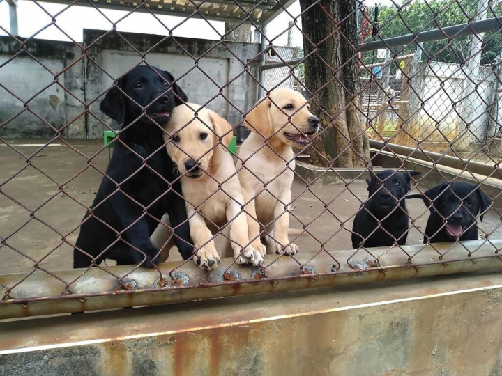 拉布拉多幼犬於關務署緝毒犬培育中心裡進行訓練，期待未來成為能獨當一面的執勤犬。（財政部關務署緝毒犬培訓中心提供）
