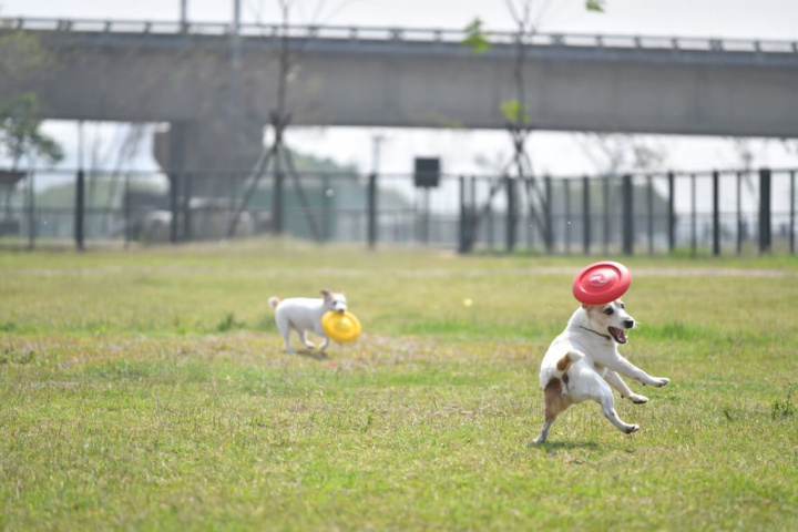 Dogs play at a pet park in Hsinchu. File photo courtesy of Hsinchu City government