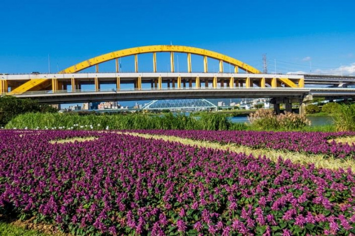 台北市政府在成美左岸河濱公園規劃3608公尺花海，動用約11萬餘盆紫粉色花草點綴基隆河畔，即日起至1月下旬為最佳觀賞期。（工務局提供）