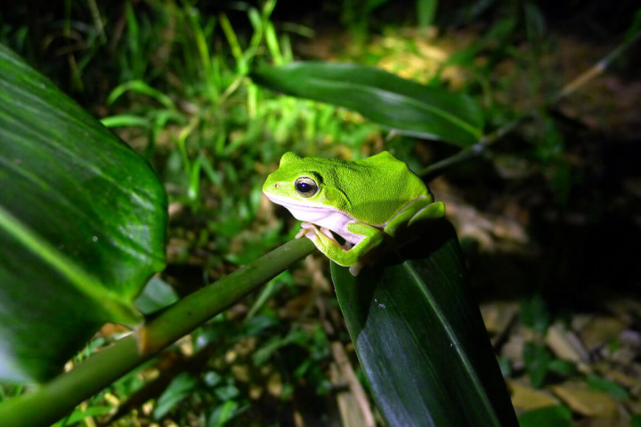 嘉義林管處自107年起委託蛙趣自然生態顧問有限公司推動「友善諸羅樹蛙棲地管理方法」，並攜手嘉義縣大林鎮上林社區發展協會及農友保育諸羅樹蛙。（嘉義林管處提供）