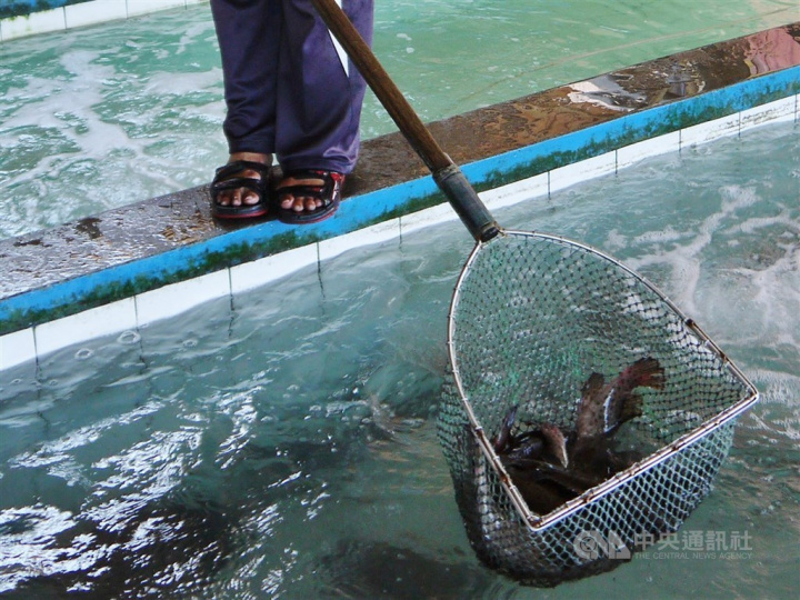 No illegal drug residue found in Taiwan fish farm probe