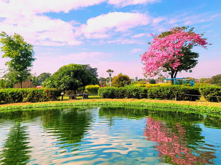 嘉義縣環保局指出，明華溼地園區位於大林鎮明華里，園內唯一的紅花風鈴木總在初春綻放，亮麗的粉紅花球與湛藍天空、綠地，映在水面上，形成如畫般的景色，是絕佳拍照打卡景點。（嘉義縣政府提供）