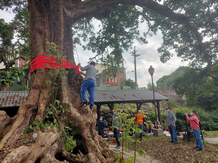 南投國姓鄉福龜村有一棵樹齡約300年的茄苳樹，根 部有許多樹洞，二戰期間，村民躲進樹洞躲空襲，茄苳樹被稱為「救命樹」，茄苳老樹也成為福龜村內重 要地標。（潘樵提供）