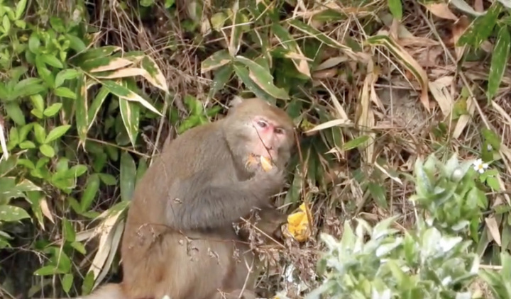 農曆春節前正是柑橘盛產旺季，苗栗縣三義鄉火炎山的猴群，從峭壁攀爬到山下果園，大快朵頤吃得津津有味。（蔡玉清提供）