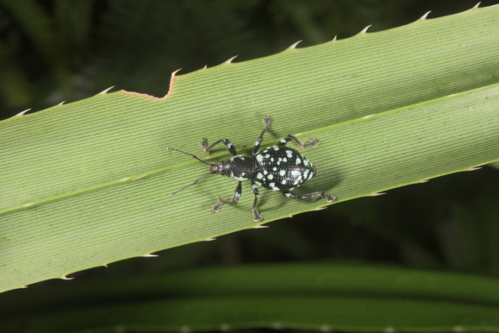 發展綠島生態永續旅遊，東管處自2016年起進行生態紀錄，植物紀錄近400種，陸域昆蟲發現229種，包括新紀錄種115種，其中被列為保育類的碎斑硬象鼻蟲（圖）為綠島常見昆蟲之一。（東管處提供）