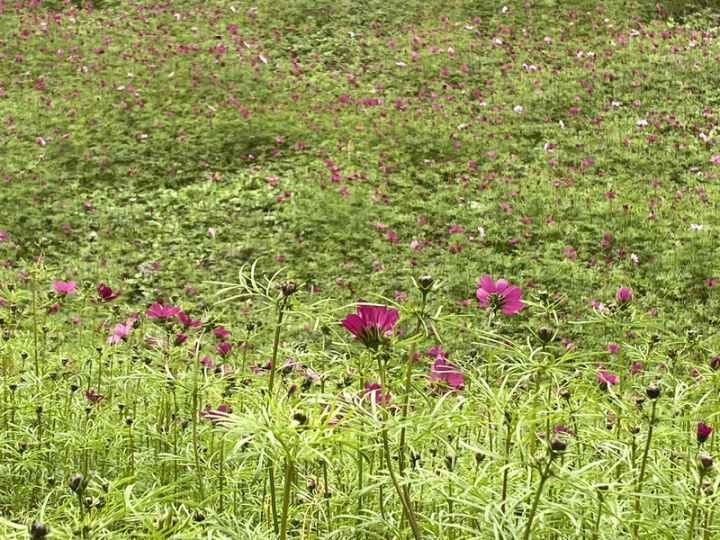 花蓮縣鳳林鎮河川地種植5公頃的波斯菊，小紅花悄然綻放，形成美麗的鄉村花園秘境。