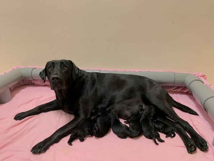 培訓中心母種犬Hazel（綽號黑肉）趕在農曆年前卸貨，生下6隻超萌黑色拉布拉多幼犬，未來都將以W開頭的英文姓名來命名。（財政部關務署緝毒犬培訓中心提供）