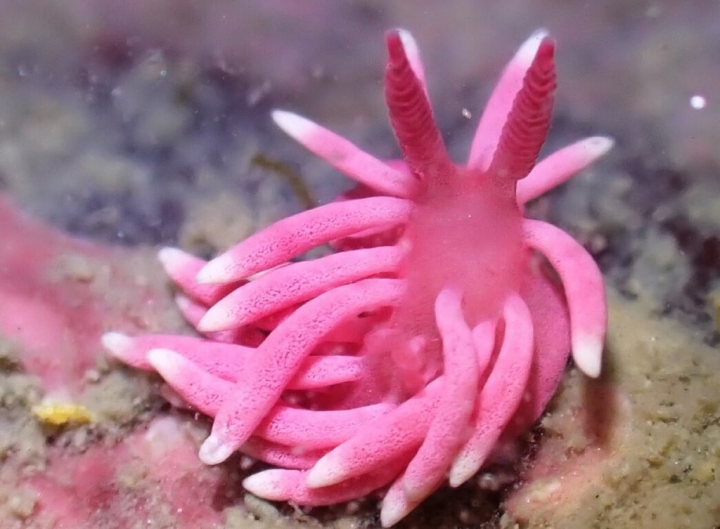 金門縣潮間帶學會理事長洪清漳與常務理事黃秀婷受金門國家公園委託記錄金門潮間帶稀有生物，歷經近2年的調查，記錄海蛞蝓共6目34科169種。圖為弘氏隅海牛。（金門國家公園提供）