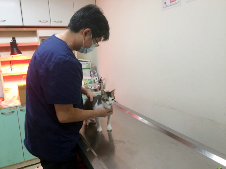 因應農曆春節將至，台北市動保處24日表示，台北市動物之家自31日起休館5天，但每天都有排班輪值21名以上人員整理收容環境與照護重症犬貓。（台北市動保處提供）