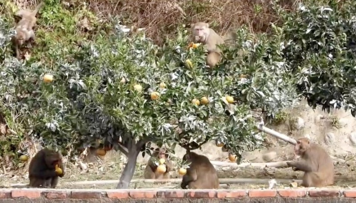 苗栗縣苑裡與三義交界處的火炎山，常有獼猴下山偷吃農作物，近日正值柑橘產季，果農前往採收卻見大批猴群如入無人之境，在柑橘園內大快朵頤，相當無奈。（蔡玉清提供）