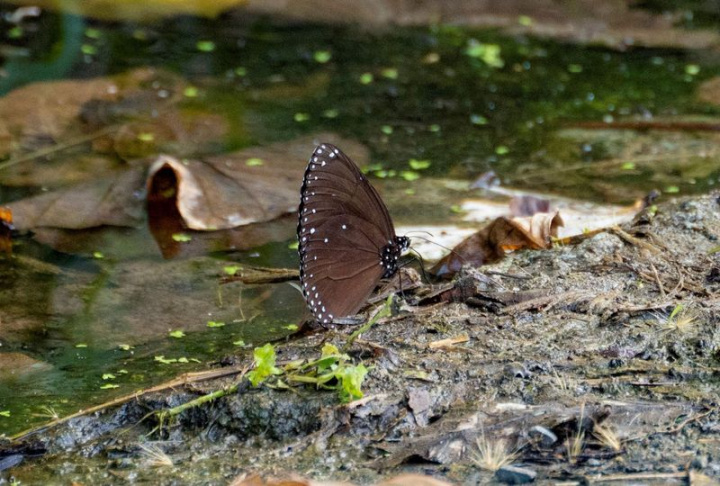 屏東春日鄉士文部落鄉道這2天出現大量紫斑蝶，鄉長柯自強表示，士文部落是台灣最南端紫斑蝶渡冬地，蝶友們常南下賞蝶。（張仁吉提供）