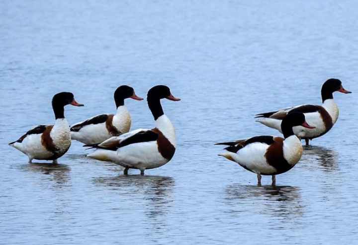 翹鼻麻鴨在台灣多稱為花鳧，是台灣稀有的冬候鳥，在宜蘭發現有11隻，現在還剩5隻在壯圍一帶度冬。（讀者林淑絹提供）