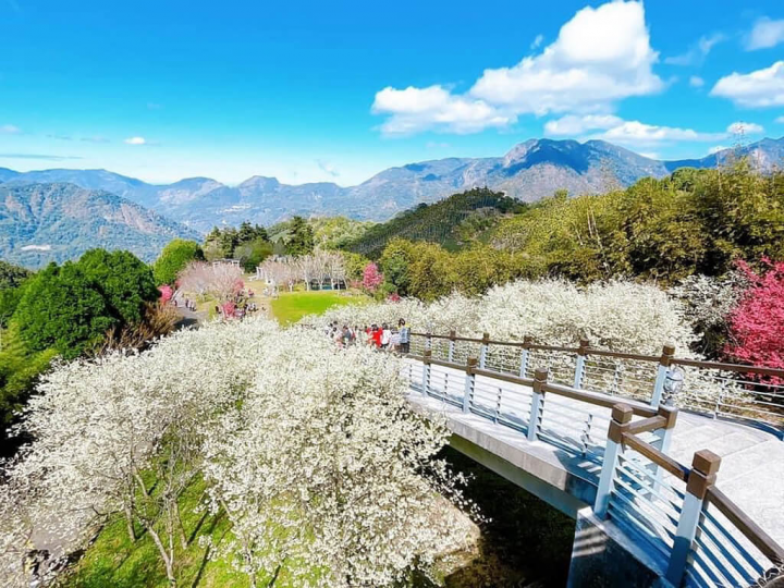 春節連續假期即將展開，嘉義縣警局竹崎分局28日指出，欲往梅山鄉太和村「寒溪呢」賞花旅客，將車輛停放149甲線48公里處森詠砂石場旁廣場，再搭「寒溪呢」提供接駁車前往，避免產業道路交通壅塞打結。（寒溪呢提供）